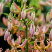 Fairy Morning -- inflorescense